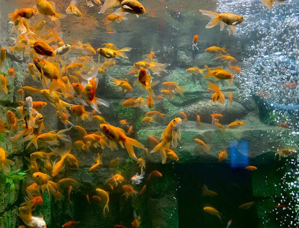 Underwater Serenity
