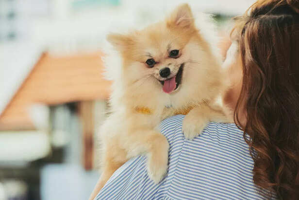 Pomeranian dog