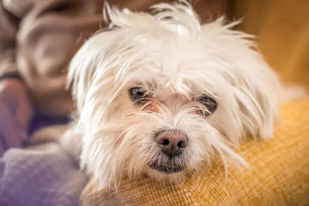 Maltese dog