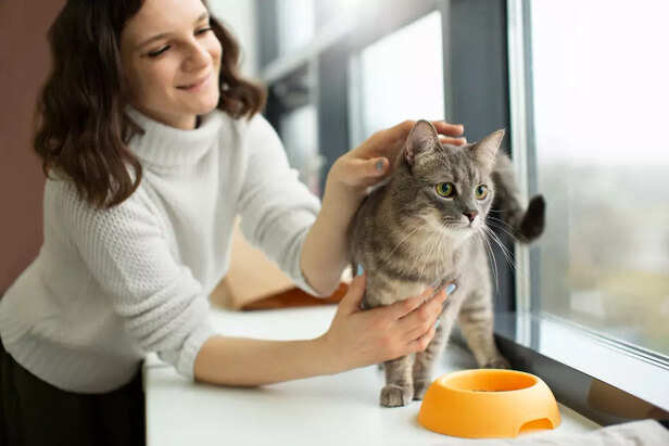 Vet Insights on Lactose a