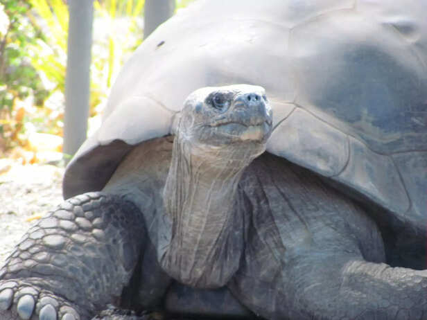 Jonathan the Tortoise: A 