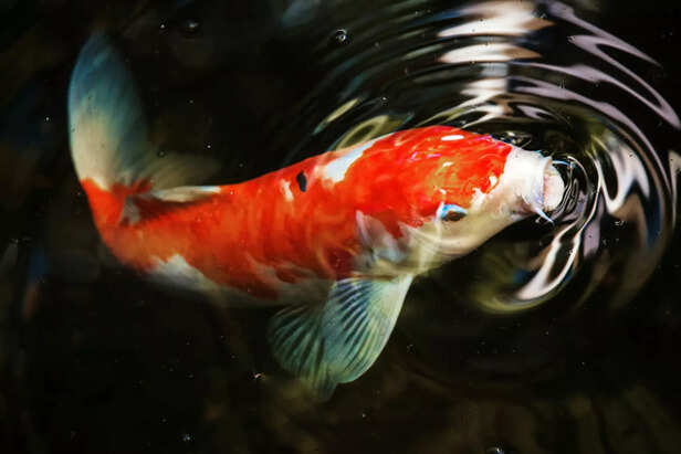 Koi Fish