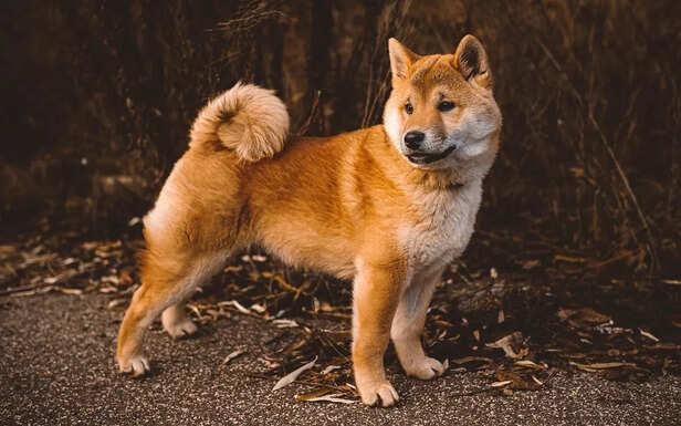 Animals as Our Early Warn