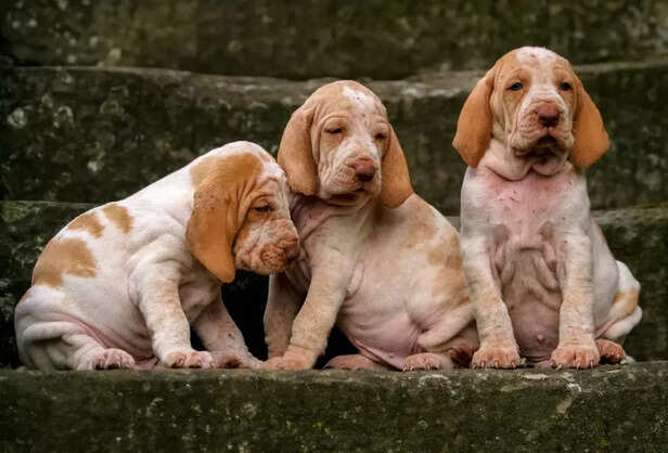 Some Dog Breeds Remain Ra