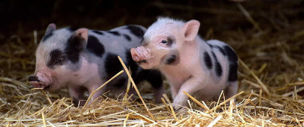 Mini pig