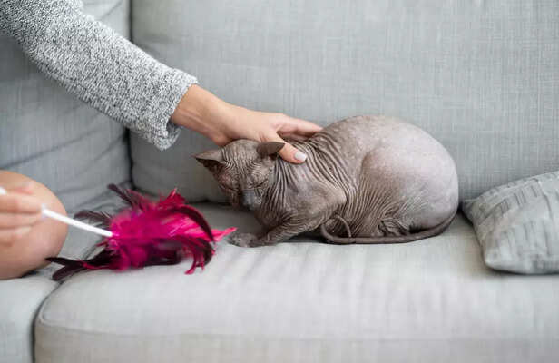 Hairless Cats Are Not Alw