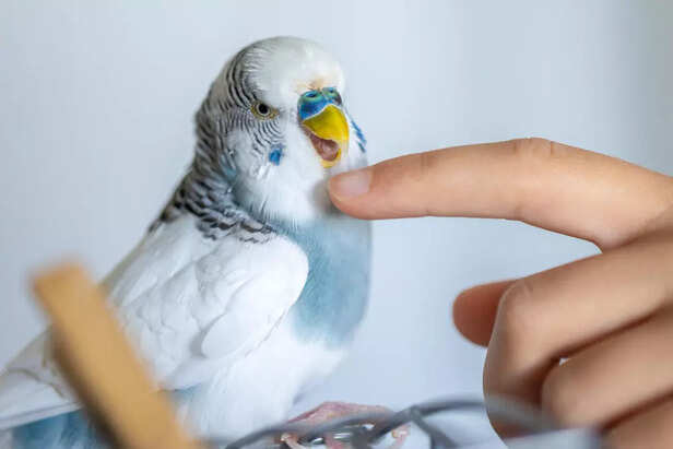 Choosing the Right Bird B