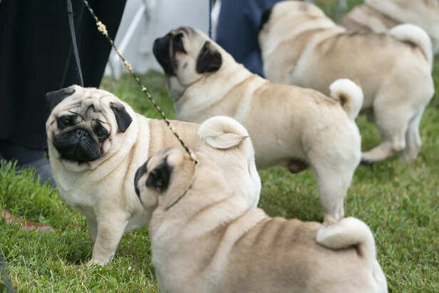 pug