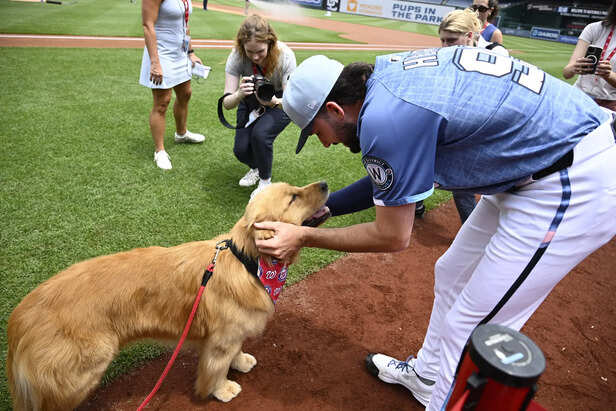 Golden Retrievers