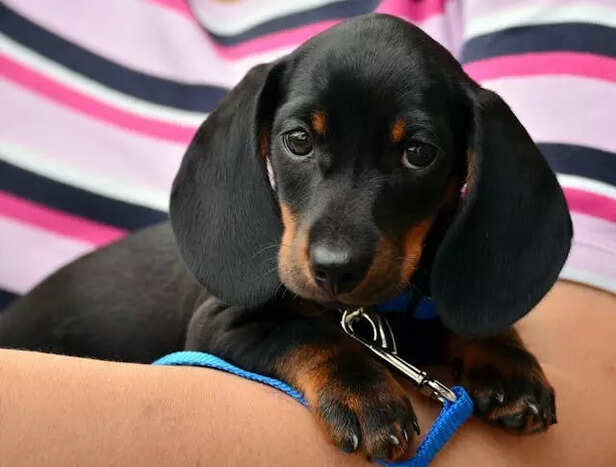 Dachshunds
