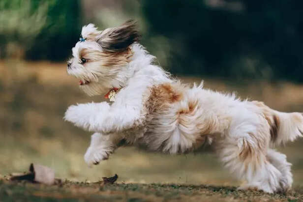 Shih Tzus