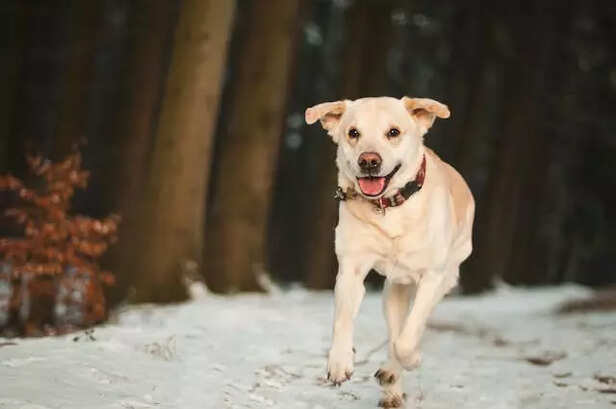 Labrador Retrievers