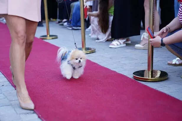 Pomeranians