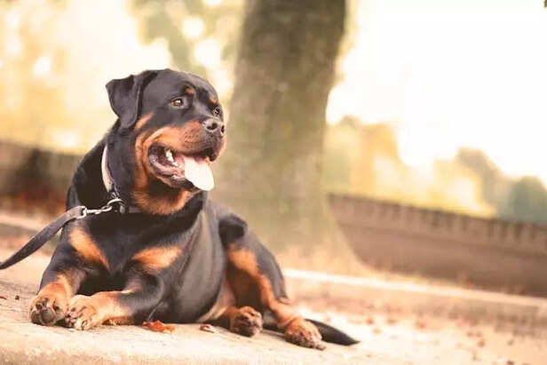 Rottweilers