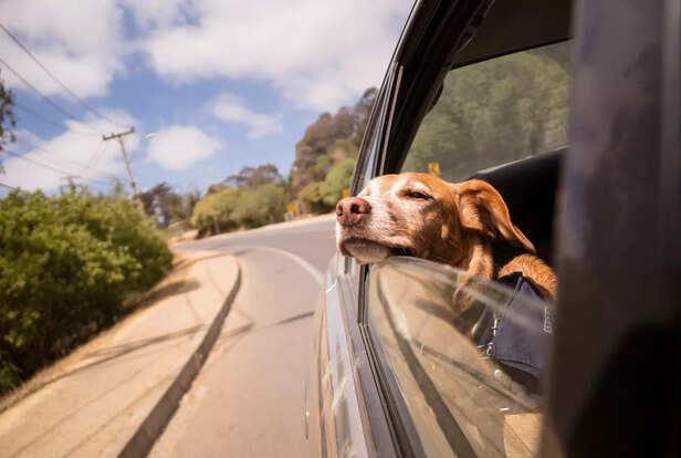 Travel Buddy on Board