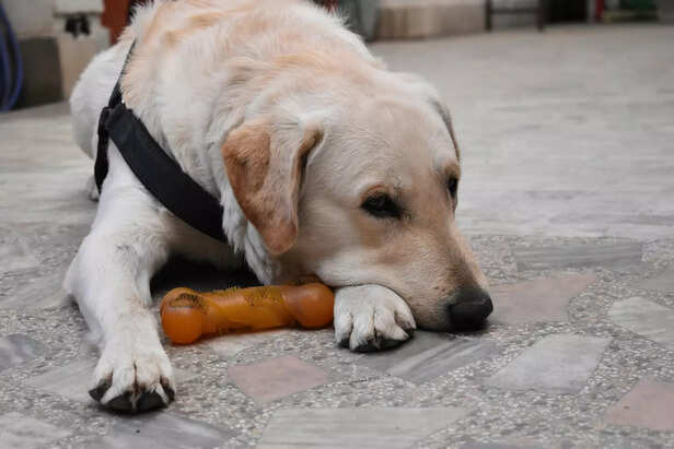 Should Dogs Chew Raw Bone
