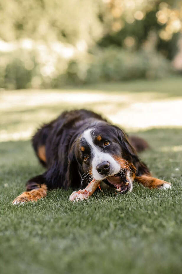 Dog Chews Raw Bone