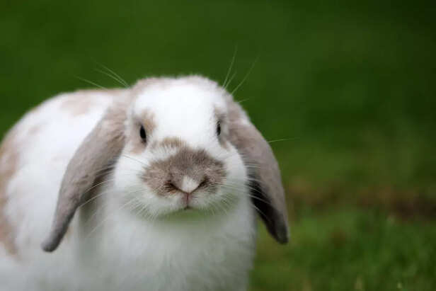 Holland Lop