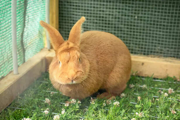 Lionhead Rabbit