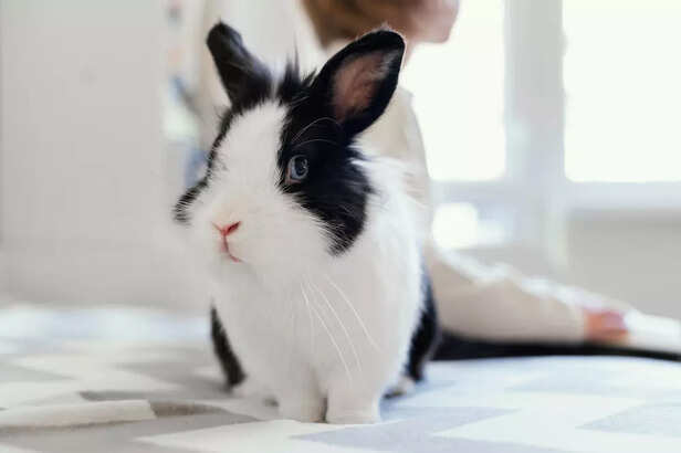 Mini rex Rabbit