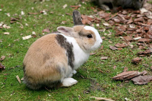 Netherland Dwarf