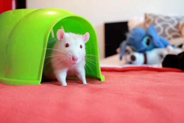 Rats and Rabbits as ancie