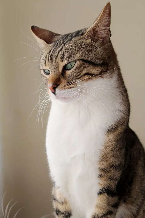 cats behavior