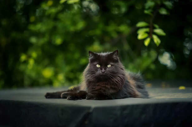 cats sprit eye