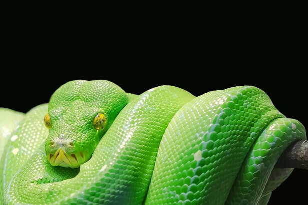 snake in the house