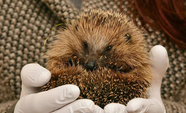 hedgehog tails