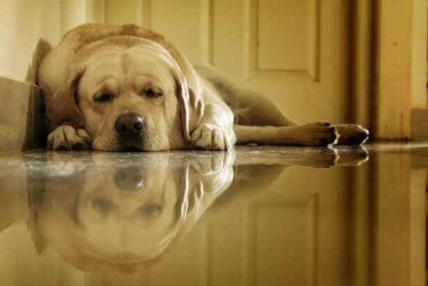 Reflections of Rest