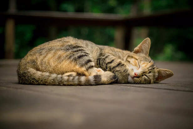 Curled in Calm