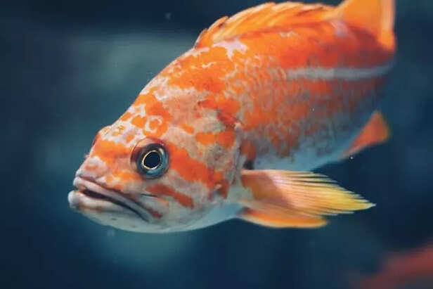 swim bladder disease fish