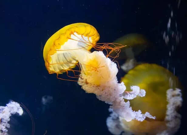 Floating Behavior in Fish
