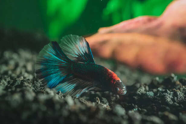 scared aquarium fish hidi