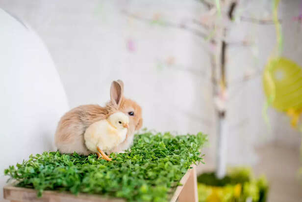 A small rabbit cage in a 