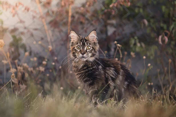 Maine Coon simplicity