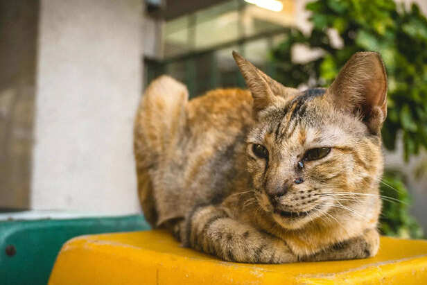 smartness of Savannah Cat