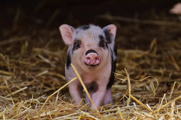 Piggy