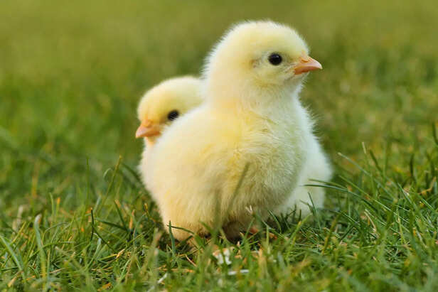 Chick
