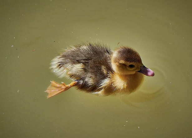 Duck
