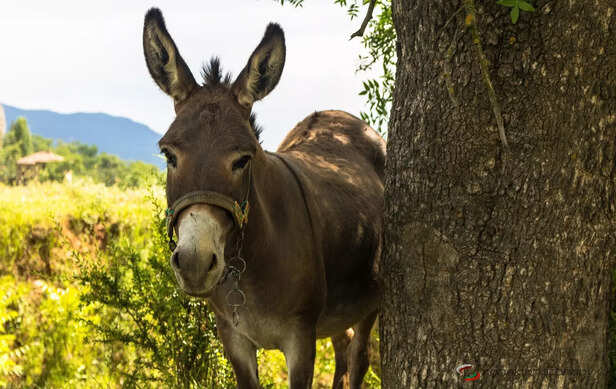 Donkey
