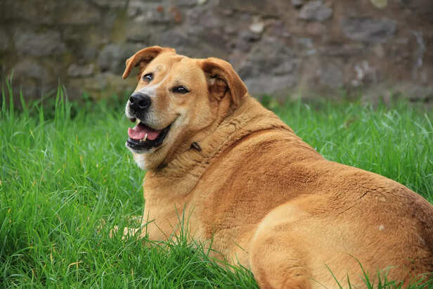 Golden retriever