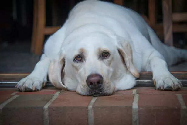 An Overweight Dog