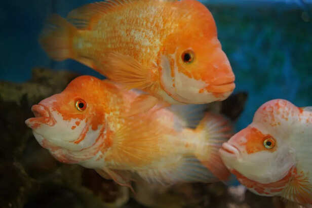 Bloated aquarium fish