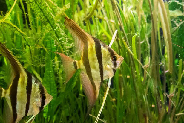fish tank algae problem