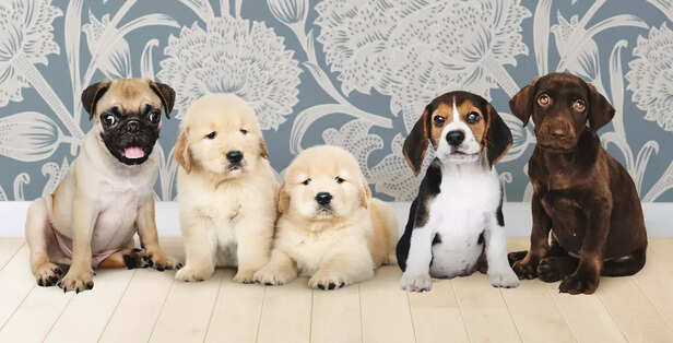 Dog Choice