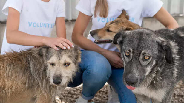 Rescue, Breeder, or Shelt