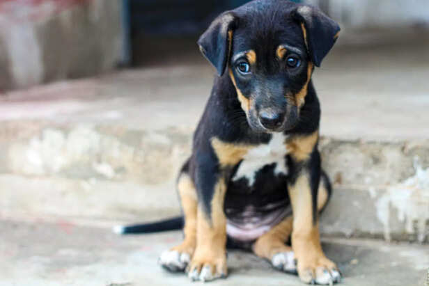 Puppy