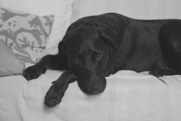 Grieving dog